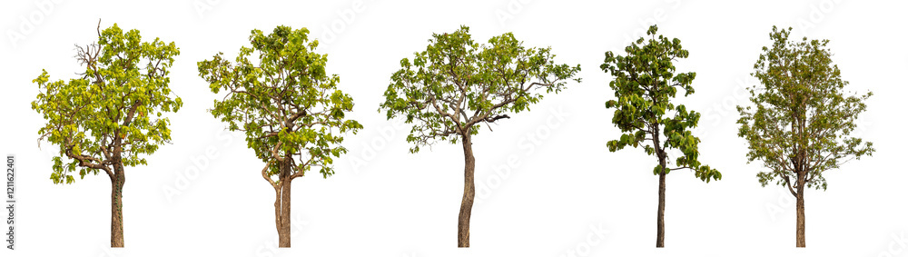Fototapeta premium Collection high qaulity tree has been cut from the original background and replaced with a transparent background for easy selection.