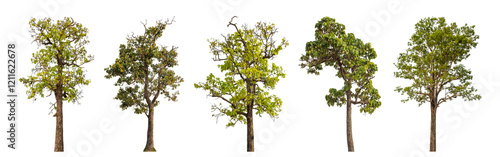 Collection high qaulity tree has been cut from the original background and replaced with a transparent background for easy selection.