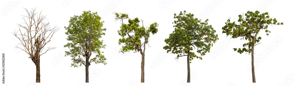 Obraz premium Collection high qaulity tree has been cut from the original background and replaced with a transparent background for easy selection.