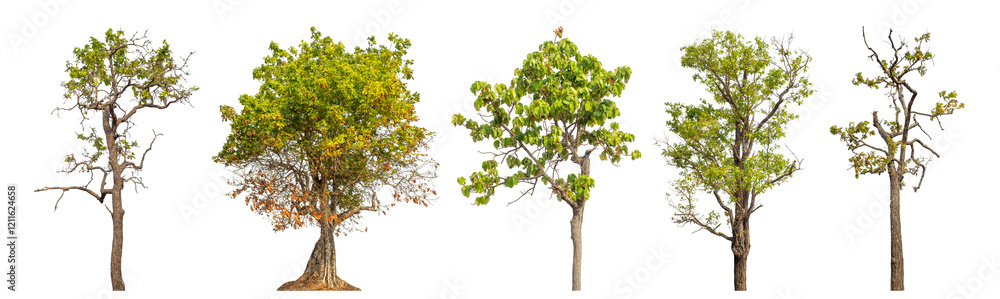 Obraz premium Collection high qaulity tree has been cut from the original background and replaced with a transparent background for easy selection.