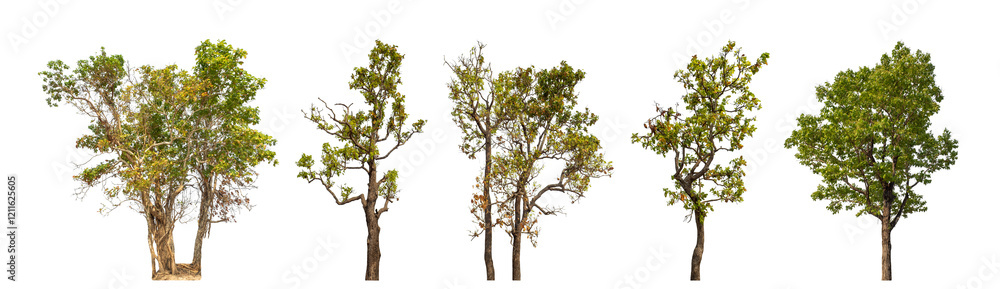 Collection high qaulity tree has been cut from the original background and replaced with a transparent background for easy selection. Collection high qaulity tree has been cut from the original background and replaced with a transparent background for easy selection.