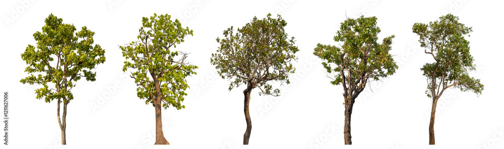 custom made wallpaper toronto digitalCollection high qaulity tree has been cut from the original background and replaced with a transparent background for easy selection.