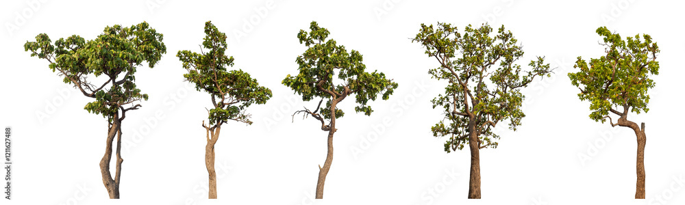 Obraz premium Collection high qaulity tree has been cut from the original background and replaced with a transparent background for easy selection.