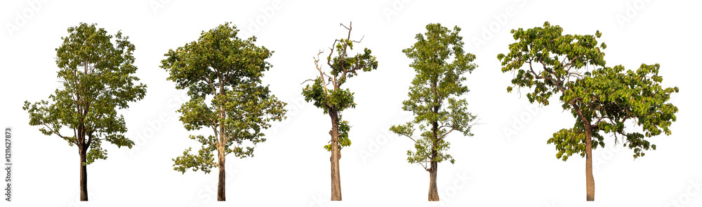 custom made wallpaper toronto digitalCollection high qaulity tree has been cut from the original background and replaced with a transparent background for easy selection.