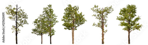 Collection high qaulity tree has been cut from the original background and replaced with a transparent background for easy selection.