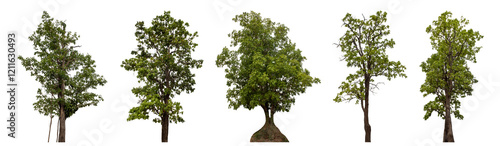 Collection high qaulity tree has been cut from the original background and replaced with a transparent background for easy selection.