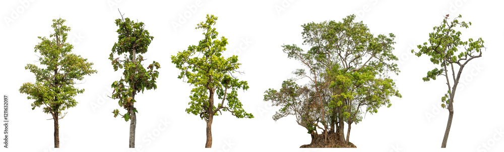 custom made wallpaper toronto digitalCollection high qaulity green tree has been cut from the original background and replaced with a transparent background for easy selection.