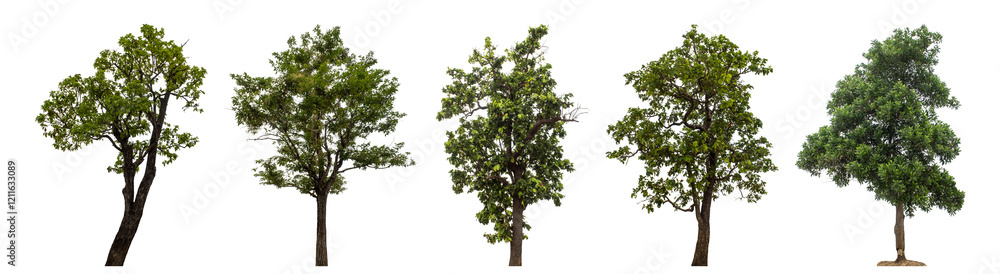 Fototapeta premium Collection high qaulity tree has been cut from the original background and replaced with a transparent background for easy selection.