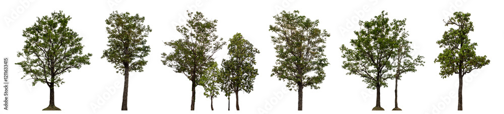 Collection high qaulity tree has been cut from the original background and replaced with a transparent background for easy selection. Collection high qaulity tree has been cut from the original background and replaced with a transparent background for easy selection.