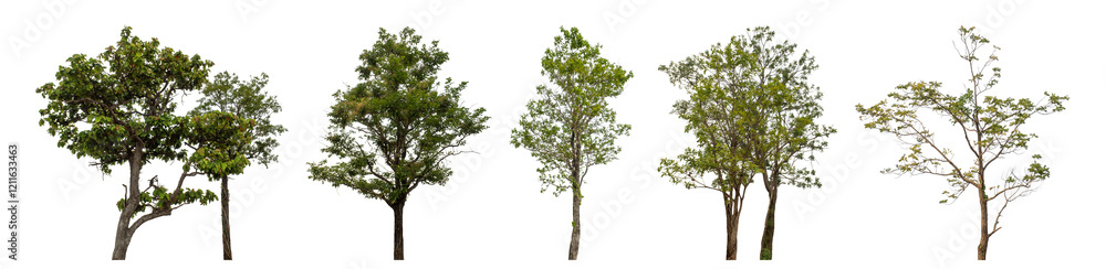 Collection high qaulity tree has been cut from the original background and replaced with a transparent background for easy selection. Collection high qaulity tree has been cut from the original background and replaced with a transparent background for easy selection.