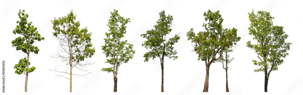 Collection high qaulity green tree has been cut from the original background and replaced with a transparent background for easy selection. Collection high qaulity green tree has been cut from the original background and replaced with a transparent background for easy selection.