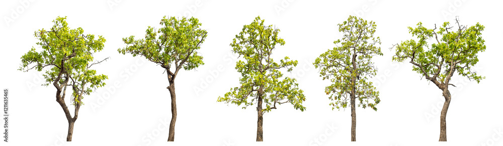 Collection high qaulity green tree has been cut from the original background and replaced with a transparent background for easy selection. Collection high qaulity green tree has been cut from the original background and replaced with a transparent background for easy selection.