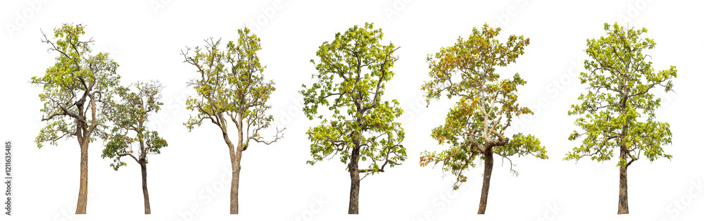 Collection high qaulity tree has been cut from the original background and replaced with a transparent background for easy selection. Collection high qaulity tree has been cut from the original background and replaced with a transparent background for easy selection.