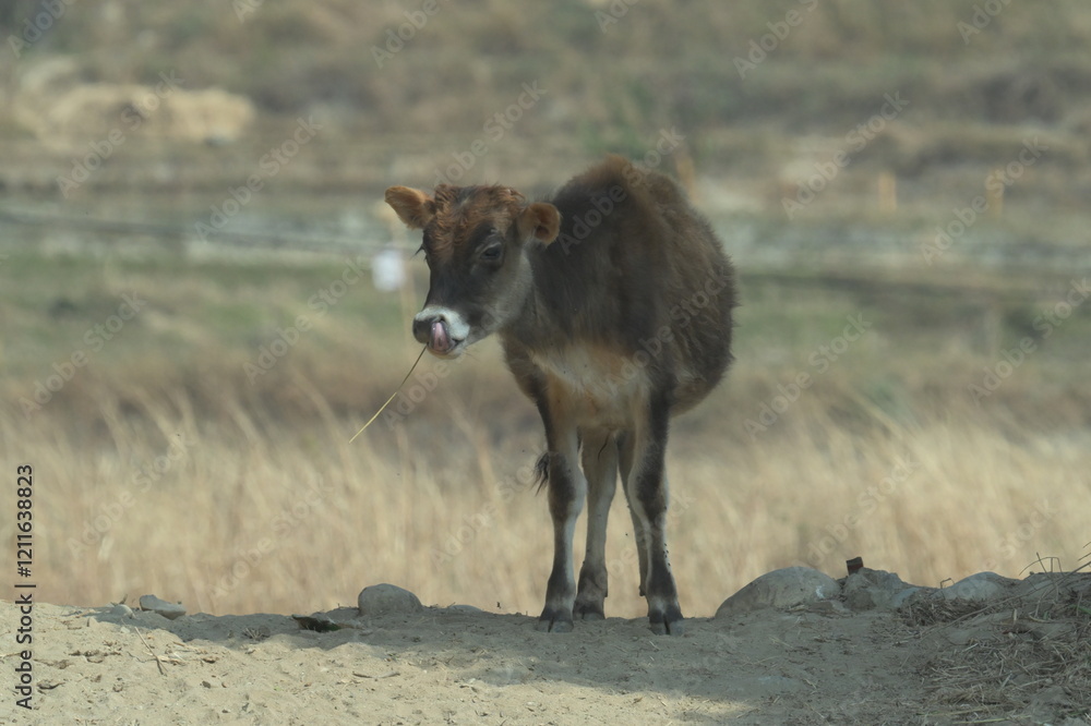 Fototapeta premium Cow in the field 