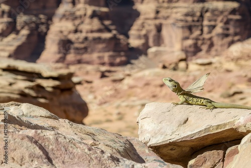 A frilled lizard displaying its frill in a defensive posture, camouflaged against a rocky desert terrain. photo