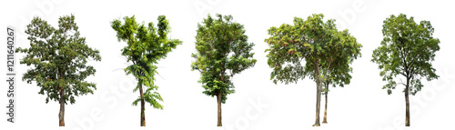Collection high qaulity green tree has been cut from the original background and replaced with a transparent background for easy selection.