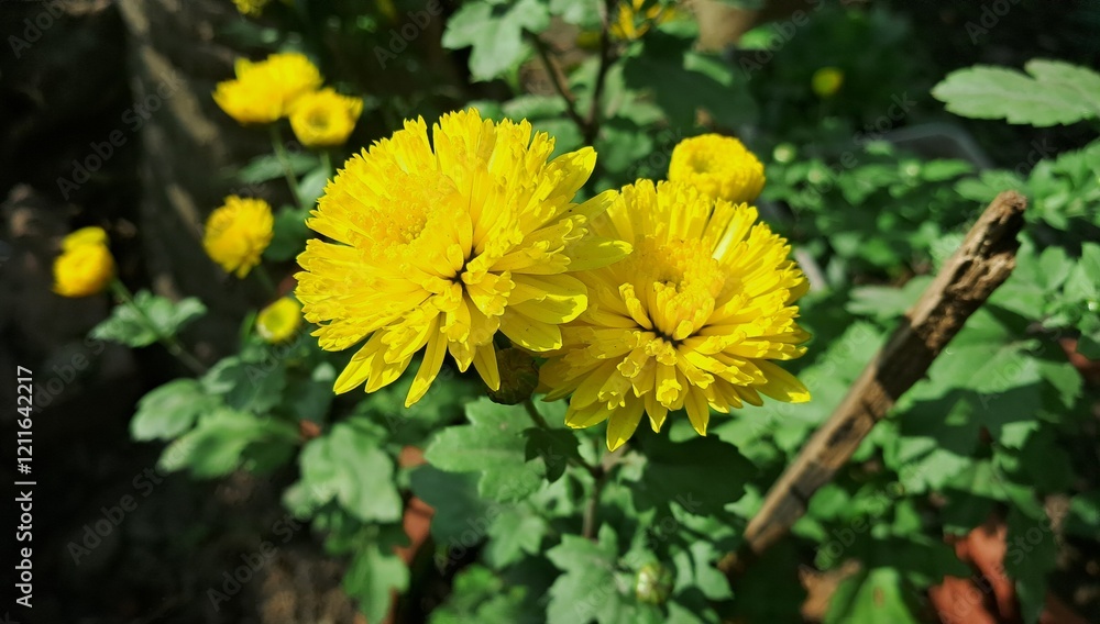 Yellow Chrysanthemum Flowers Blooming on Green Leaves Background in the Garden Yellow Chrysanthemum Flowers Blooming on Green Leaves Background in the Garden