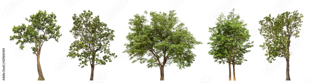 Collection high qaulity green tree has been cut from the original background and replaced with a transparent background for easy selection. Collection high qaulity green tree has been cut from the original background and replaced with a transparent background for easy selection.