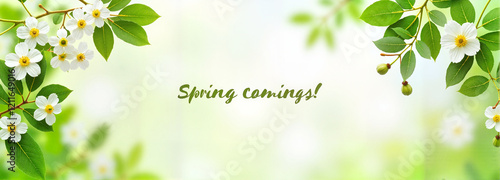 Wallpaper Mural Spring flowers and leaves against a light green background Torontodigital.ca