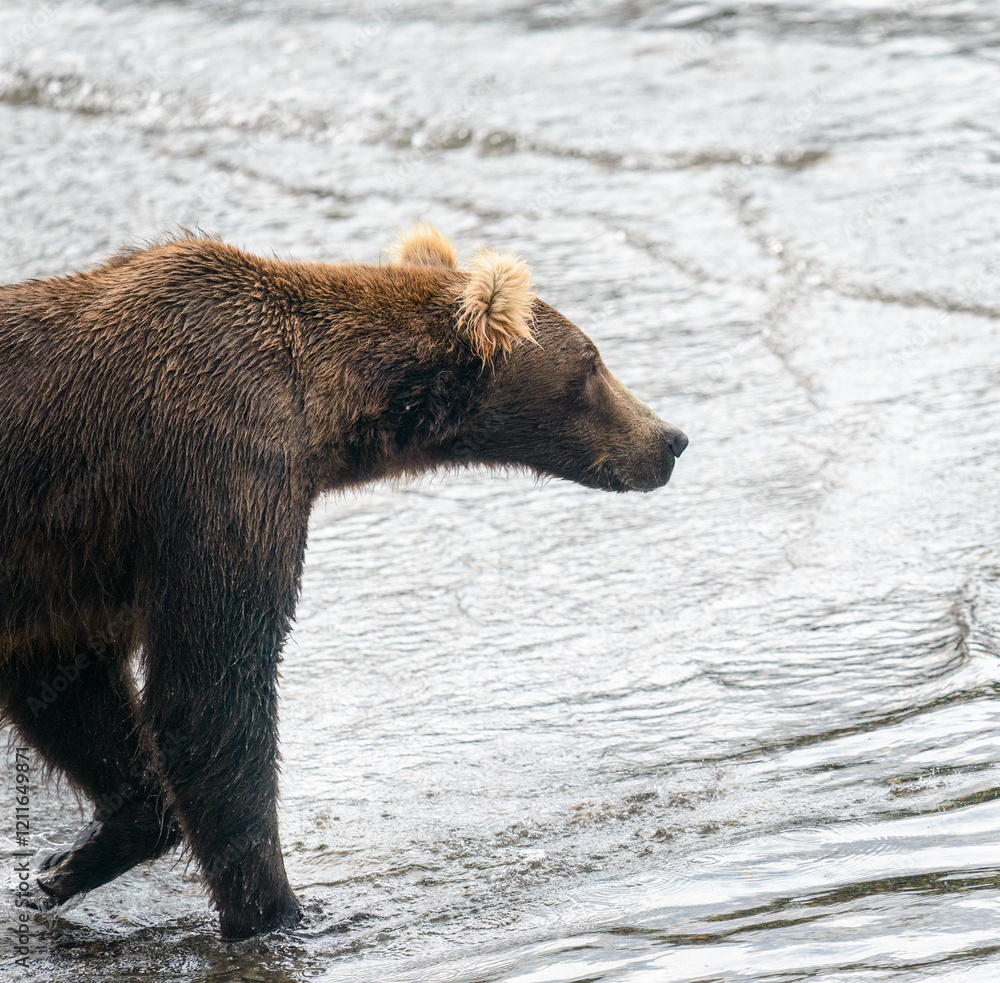 A young Alaska brown bear walking in the Brooks river. Katmai National Park. Alaska.
