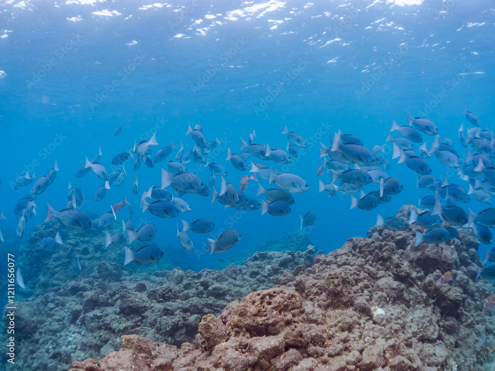 美しいメジナ(イスズミ科)、ホウライヒメジ(ヒメジ科)の群れ他。
英名学名:Largescale Blackfish (Girella punctata)
Whitesaddle goatfish (Parupeneus ciliatus)
静岡県伊豆半島賀茂郡南伊豆町中木ヒリゾ浜2024年
美しいメジナ(イスズミ科)、ホウライヒメジ(ヒメジ科)の群れ他。
英名学名:Largescale Blackfish (Girella punctata)
Whitesaddle goatfish (Parupeneus ciliatus)
静岡県伊豆半島賀茂郡南伊豆町中木ヒリゾ浜2024年