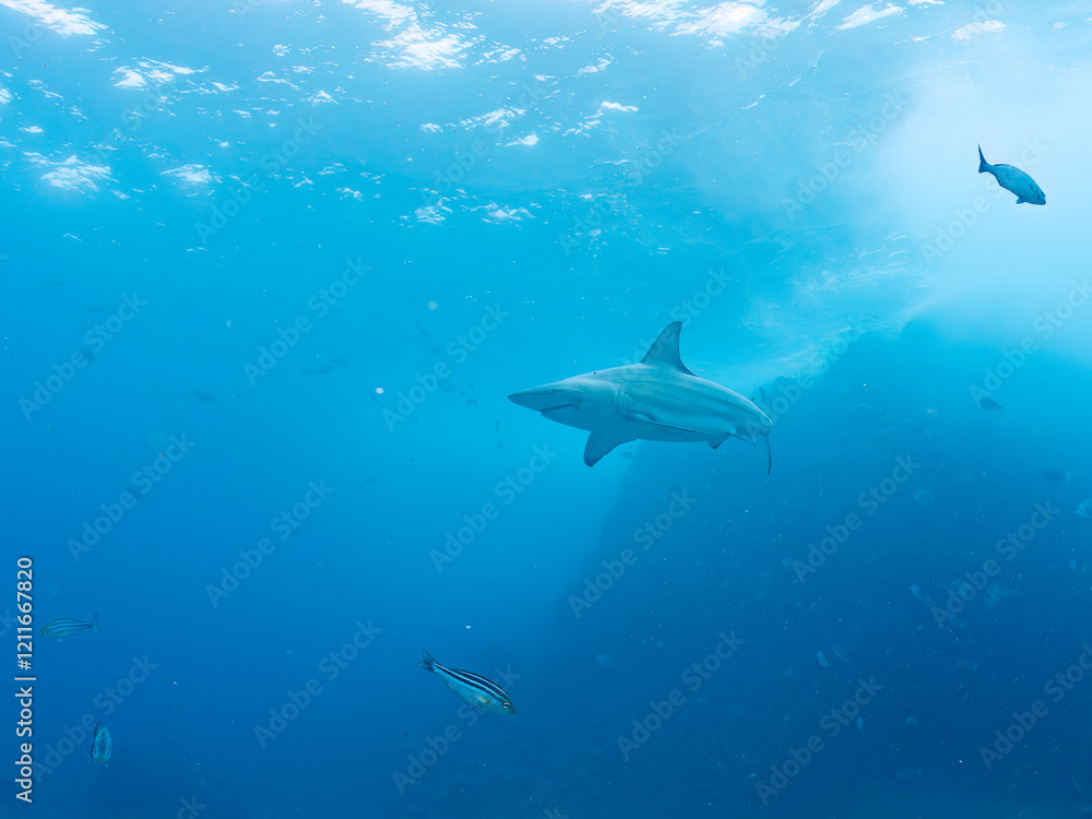 大きく美しいカマストガリザメ(メジロザメ科)他。
英名学名:Blacktip shark, Carcharhinus limbatus
静岡県伊豆半島賀茂郡南伊豆町中木ヒリゾ浜2024年
大きく美しいカマストガリザメ(メジロザメ科)他。
英名学名:Blacktip shark, Carcharhinus limbatus
静岡県伊豆半島賀茂郡南伊豆町中木ヒリゾ浜2024年