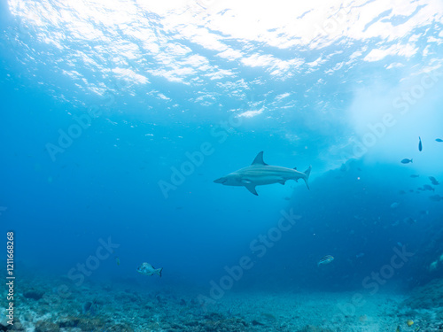 Wallpaper Mural 大きく美しいカマストガリザメ（メジロザメ科）他。
英名学名：Blacktip shark, Carcharhinus limbatus
静岡県伊豆半島賀茂郡南伊豆町中木ヒリゾ浜2024年
 Torontodigital.ca