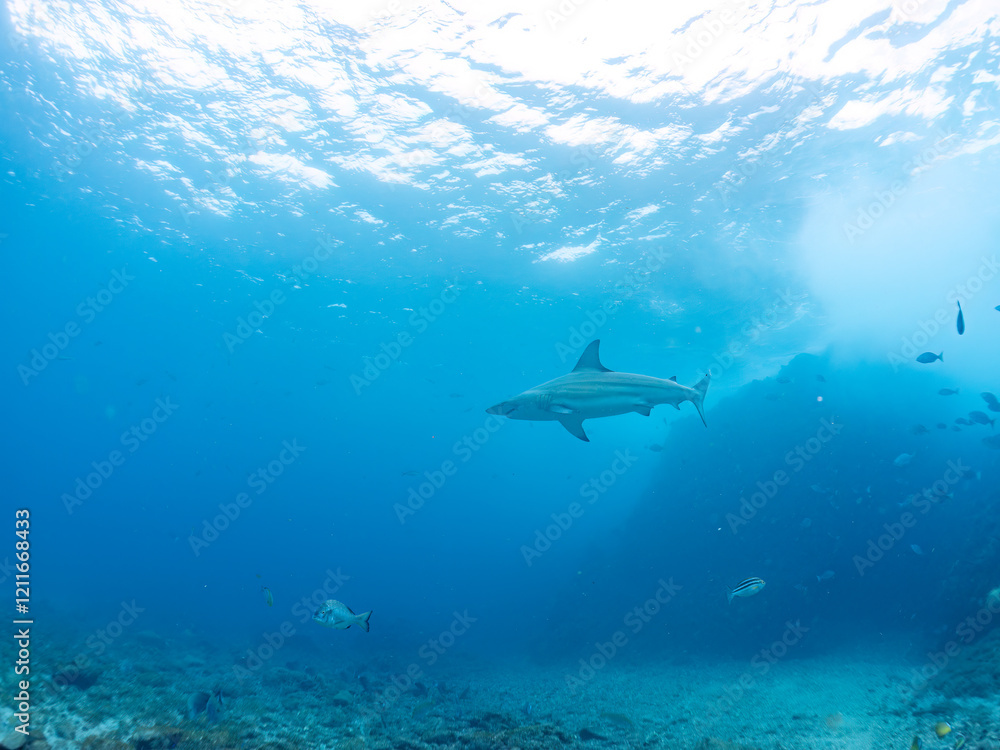 大きく美しいカマストガリザメ(メジロザメ科)他。
英名学名:Blacktip shark, Carcharhinus limbatus
静岡県伊豆半島賀茂郡南伊豆町中木ヒリゾ浜2024年
大きく美しいカマストガリザメ(メジロザメ科)他。
英名学名:Blacktip shark, Carcharhinus limbatus
静岡県伊豆半島賀茂郡南伊豆町中木ヒリゾ浜2024年