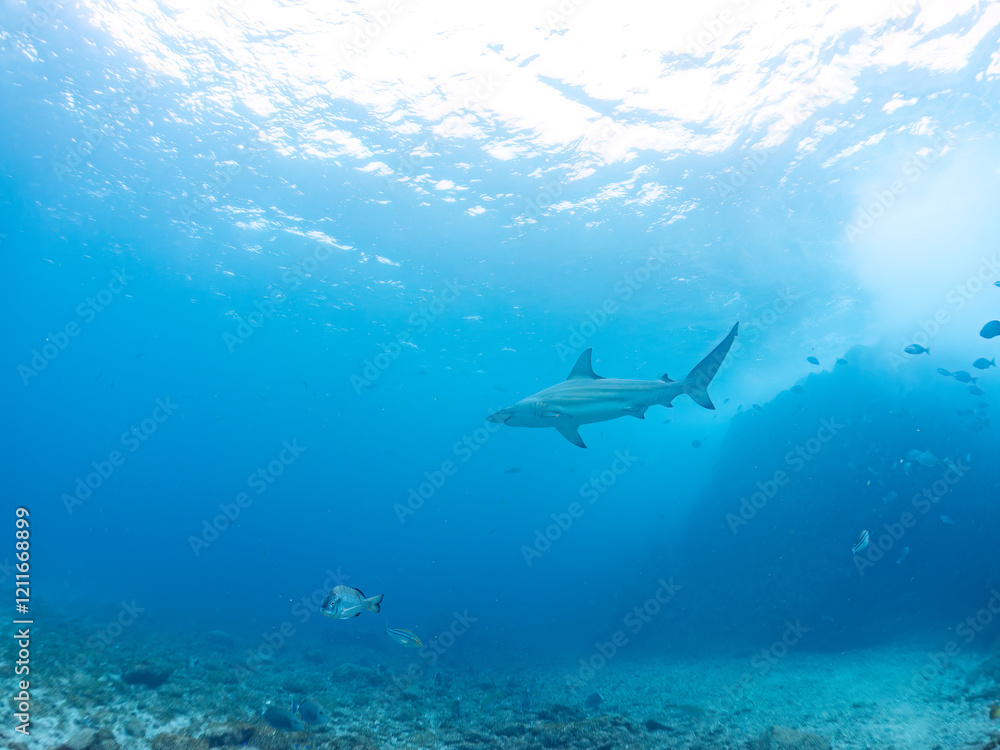 大きく美しいカマストガリザメ(メジロザメ科)他。
英名学名:Blacktip shark, Carcharhinus limbatus
静岡県伊豆半島賀茂郡南伊豆町中木ヒリゾ浜2024年
大きく美しいカマストガリザメ(メジロザメ科)他。
英名学名:Blacktip shark, Carcharhinus limbatus
静岡県伊豆半島賀茂郡南伊豆町中木ヒリゾ浜2024年