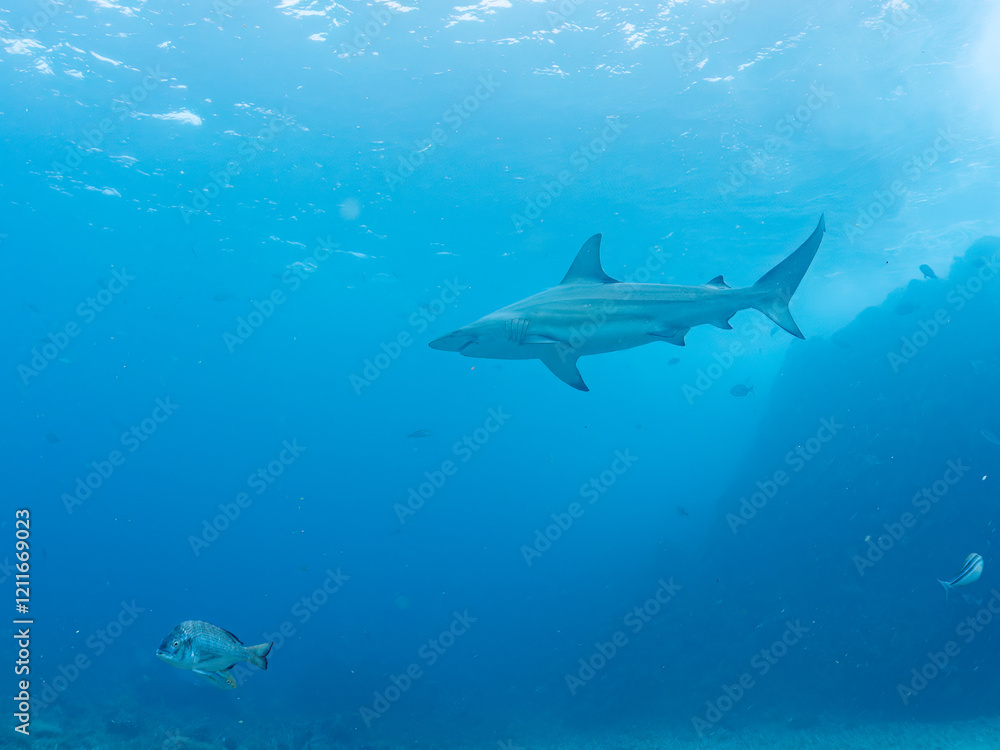 大きく美しいカマストガリザメ(メジロザメ科)他。
英名学名:Blacktip shark, Carcharhinus limbatus
静岡県伊豆半島賀茂郡南伊豆町中木ヒリゾ浜2024年
大きく美しいカマストガリザメ(メジロザメ科)他。
英名学名:Blacktip shark, Carcharhinus limbatus
静岡県伊豆半島賀茂郡南伊豆町中木ヒリゾ浜2024年
