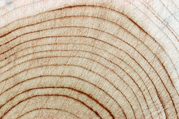 Wood pattern, detailed view of wooden texture with natural tree rings of juniper, eco textures earthy tones, dark color, Macro trend photo, circular growth patterns and organic beauty of material