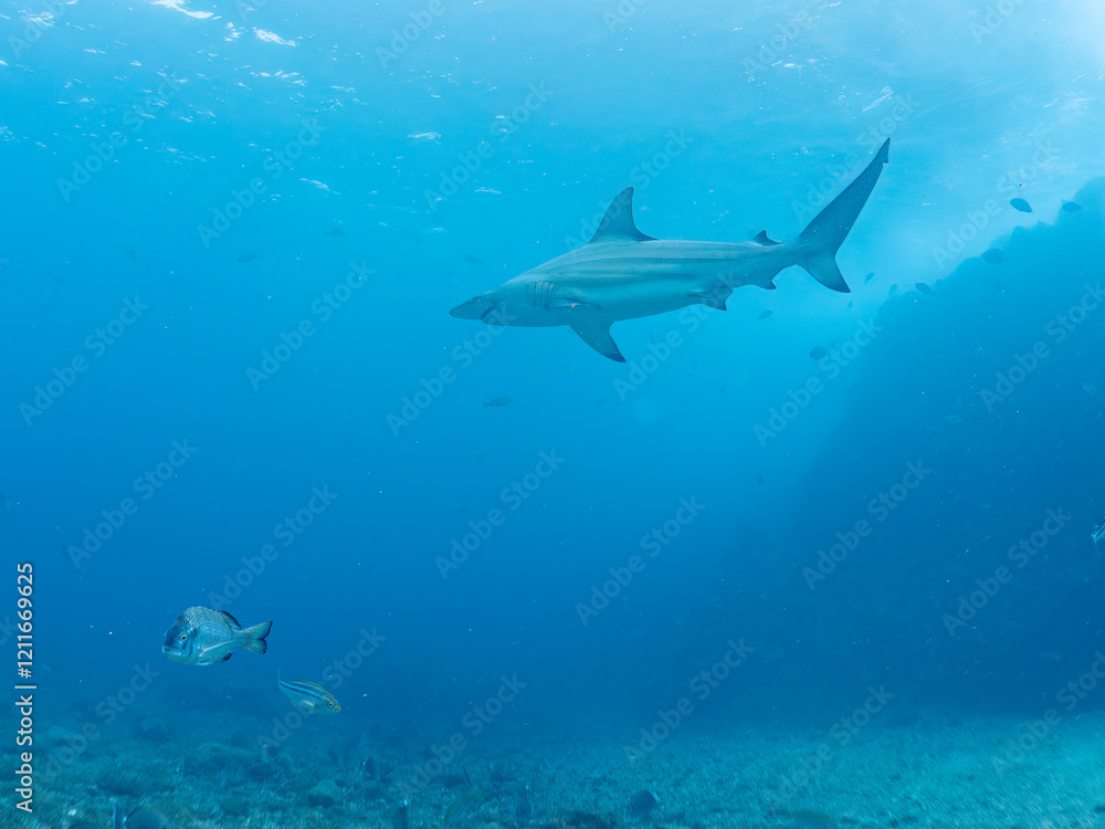 大きく美しいカマストガリザメ(メジロザメ科)他。
英名学名:Blacktip shark, Carcharhinus limbatus
静岡県伊豆半島賀茂郡南伊豆町中木ヒリゾ浜2024年
大きく美しいカマストガリザメ(メジロザメ科)他。
英名学名:Blacktip shark, Carcharhinus limbatus
静岡県伊豆半島賀茂郡南伊豆町中木ヒリゾ浜2024年