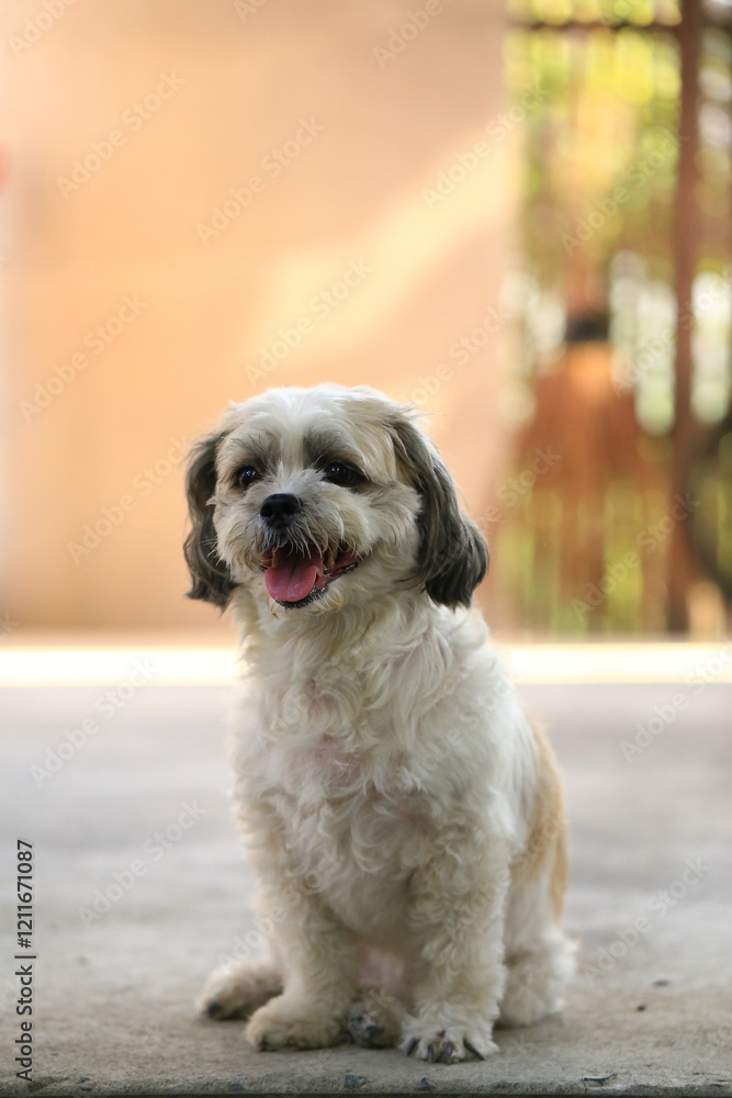 Shih Tzu dog and friend playing and fighting Shih Tzu dog and friend playing and fighting