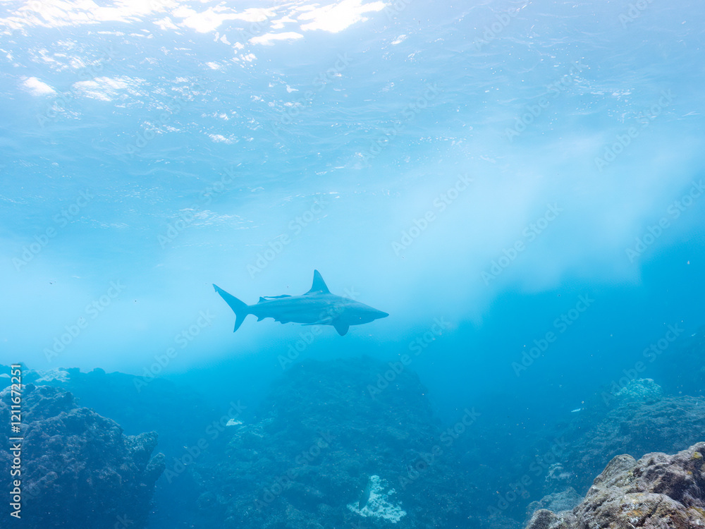 Obraz premium 半水面撮影。 大きく美しいカマストガリザメ（メジロザメ科）他。 英名学名：Blacktip shark, Carcharhinus limbatus 静岡県伊豆半島賀茂郡南伊豆町中木ヒリゾ浜2024年 