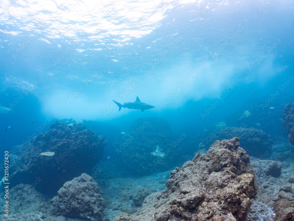半水面撮影。
大きく美しいカマストガリザメ(メジロザメ科)他。
英名学名:Blacktip shark, Carcharhinus limbatus
静岡県伊豆半島賀茂郡南伊豆町中木ヒリゾ浜2024年
半水面撮影。
大きく美しいカマストガリザメ(メジロザメ科)他。
英名学名:Blacktip shark, Carcharhinus limbatus
静岡県伊豆半島賀茂郡南伊豆町中木ヒリゾ浜2024年