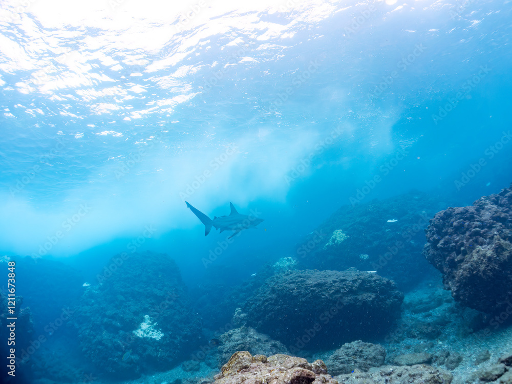 半水面撮影。
大きく美しいカマストガリザメ(メジロザメ科)他。
英名学名:Blacktip shark, Carcharhinus limbatus
静岡県伊豆半島賀茂郡南伊豆町中木ヒリゾ浜2024年
半水面撮影。
大きく美しいカマストガリザメ(メジロザメ科)他。
英名学名:Blacktip shark, Carcharhinus limbatus
静岡県伊豆半島賀茂郡南伊豆町中木ヒリゾ浜2024年