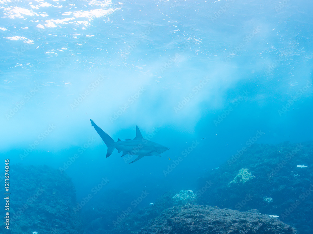 Naklejka premium 半水面撮影。 大きく美しいカマストガリザメ（メジロザメ科）他。 英名学名：Blacktip shark, Carcharhinus limbatus 静岡県伊豆半島賀茂郡南伊豆町中木ヒリゾ浜2024年 