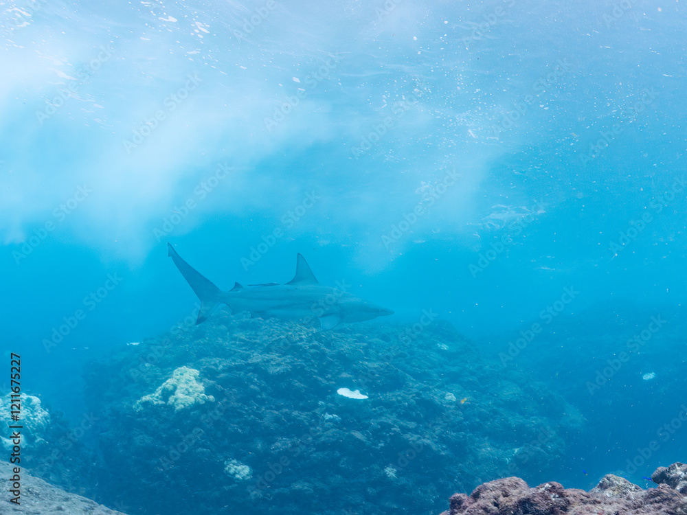 半水面撮影。
大きく美しいカマストガリザメ(メジロザメ科)他。
英名学名:Blacktip shark, Carcharhinus limbatus
静岡県伊豆半島賀茂郡南伊豆町中木ヒリゾ浜2024年
半水面撮影。
大きく美しいカマストガリザメ(メジロザメ科)他。
英名学名:Blacktip shark, Carcharhinus limbatus
静岡県伊豆半島賀茂郡南伊豆町中木ヒリゾ浜2024年