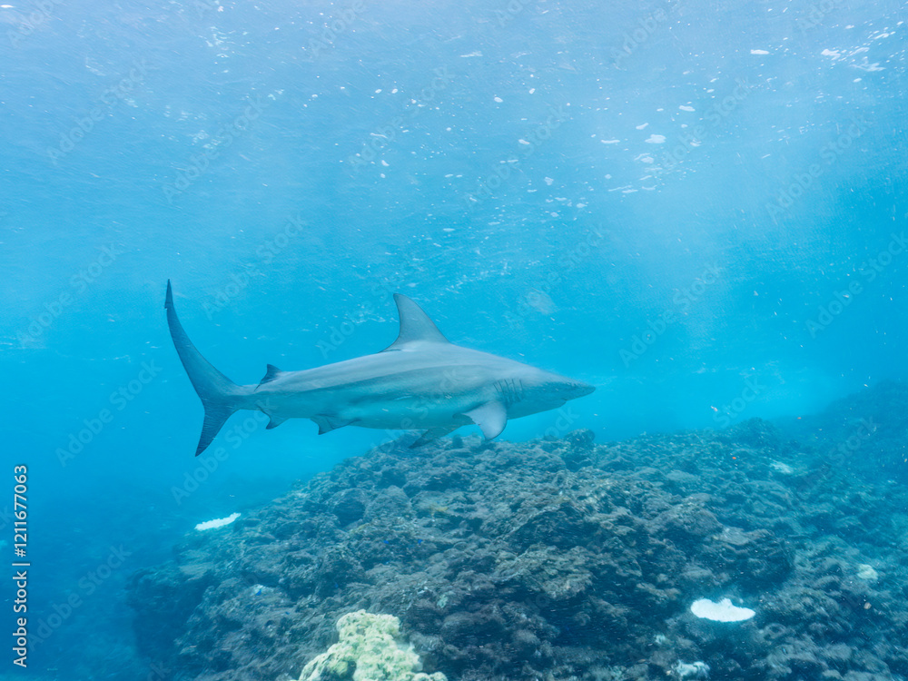 半水面撮影。
大きく美しいカマストガリザメ(メジロザメ科)他。
英名学名:Blacktip shark, Carcharhinus limbatus
静岡県伊豆半島賀茂郡南伊豆町中木ヒリゾ浜2024年
半水面撮影。
大きく美しいカマストガリザメ(メジロザメ科)他。
英名学名:Blacktip shark, Carcharhinus limbatus
静岡県伊豆半島賀茂郡南伊豆町中木ヒリゾ浜2024年
