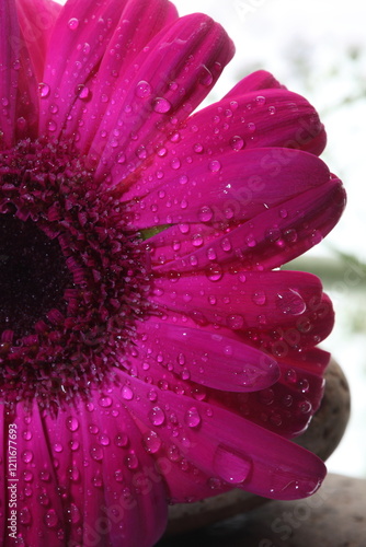 pink daisy with water drops