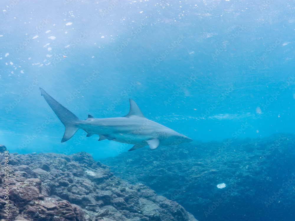 半水面撮影。
大きく美しいカマストガリザメ(メジロザメ科)他。
英名学名:Blacktip shark, Carcharhinus limbatus
静岡県伊豆半島賀茂郡南伊豆町中木ヒリゾ浜2024年
半水面撮影。
大きく美しいカマストガリザメ(メジロザメ科)他。
英名学名:Blacktip shark, Carcharhinus limbatus
静岡県伊豆半島賀茂郡南伊豆町中木ヒリゾ浜2024年