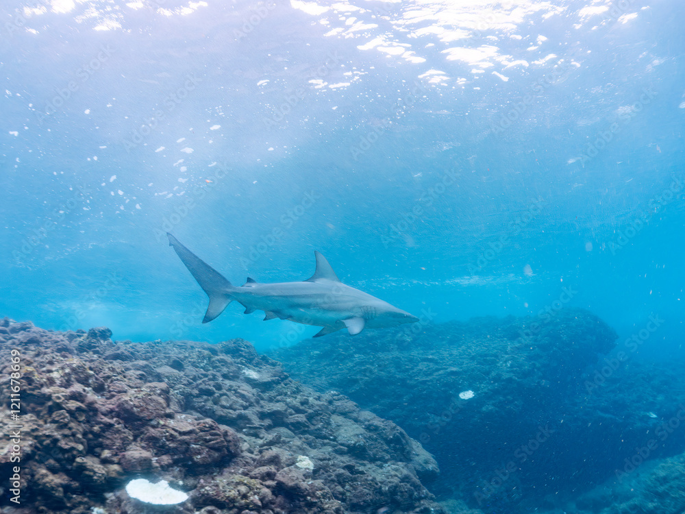 半水面撮影。
大きく美しいカマストガリザメ(メジロザメ科)他。
英名学名:Blacktip shark, Carcharhinus limbatus
静岡県伊豆半島賀茂郡南伊豆町中木ヒリゾ浜2024年
半水面撮影。
大きく美しいカマストガリザメ(メジロザメ科)他。
英名学名:Blacktip shark, Carcharhinus limbatus
静岡県伊豆半島賀茂郡南伊豆町中木ヒリゾ浜2024年