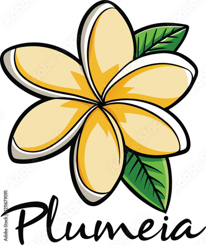 frangipani flower illustration on white