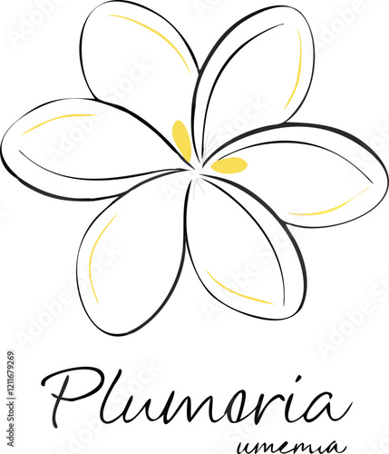 frangipani flower vector logo for the spa