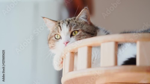 pet care concept with play and happy feeling with cat in living room 