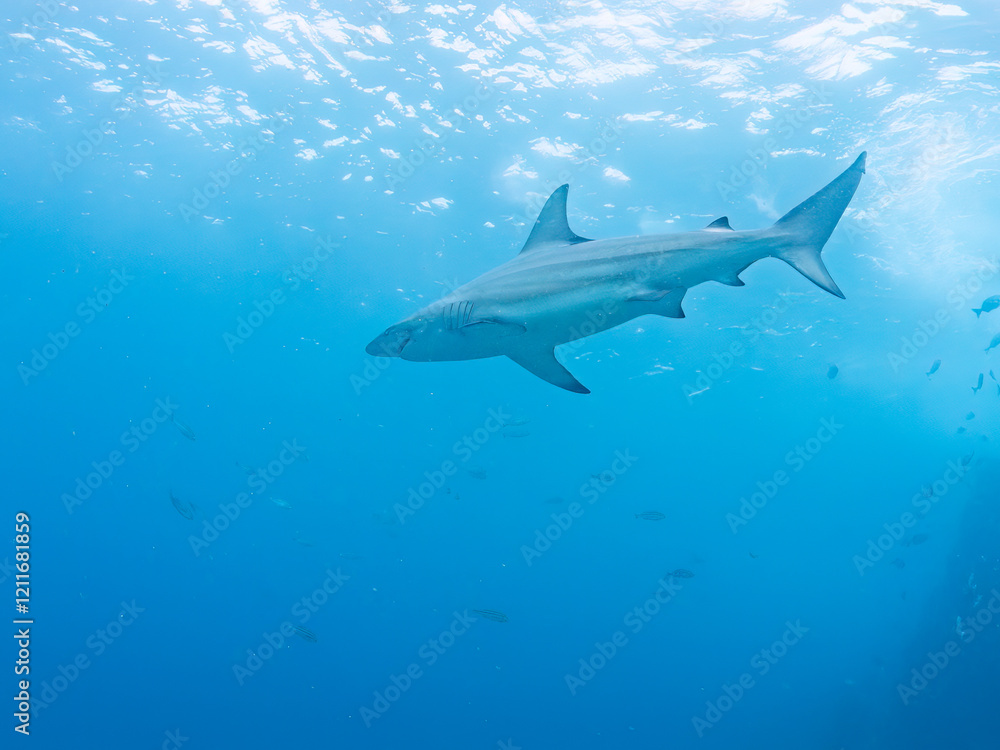 半水面撮影。
大きく美しいカマストガリザメ(メジロザメ科)他。
英名学名:Blacktip shark, Carcharhinus limbatus
静岡県伊豆半島賀茂郡南伊豆町中木ヒリゾ浜2024年
半水面撮影。
大きく美しいカマストガリザメ(メジロザメ科)他。
英名学名:Blacktip shark, Carcharhinus limbatus
静岡県伊豆半島賀茂郡南伊豆町中木ヒリゾ浜2024年
