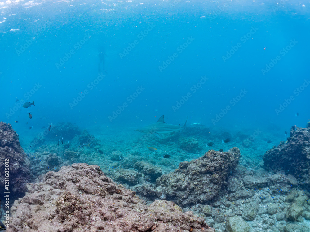 Obraz premium 半水面撮影。 大きく美しいカマストガリザメ（メジロザメ科）他。 英名学名：Blacktip shark, Carcharhinus limbatus 静岡県伊豆半島賀茂郡南伊豆町中木ヒリゾ浜2024年 