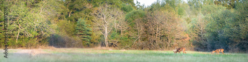 Couple of roe deer walking and eating grass in a clearing. Capreolus capreolus, Sologne, Loiret 45, région Centre-Val-de-Loire, France, European Union, Europe photo