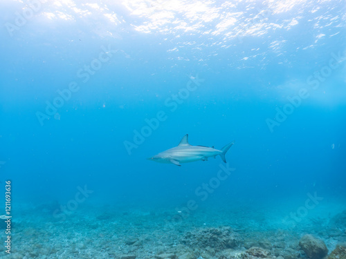 Wallpaper Mural 半水面撮影。
大きく美しいカマストガリザメ（メジロザメ科）他。
英名学名：Blacktip shark, Carcharhinus limbatus
静岡県伊豆半島賀茂郡南伊豆町中木ヒリゾ浜2024年
 Torontodigital.ca