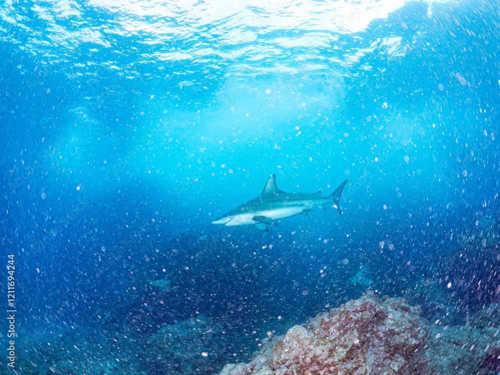 半水面撮影。
大きく美しいカマストガリザメ(メジロザメ科)他。
英名学名:Blacktip shark, Carcharhinus limbatus
静岡県伊豆半島賀茂郡南伊豆町中木ヒリゾ浜2024年
半水面撮影。
大きく美しいカマストガリザメ(メジロザメ科)他。
英名学名:Blacktip shark, Carcharhinus limbatus
静岡県伊豆半島賀茂郡南伊豆町中木ヒリゾ浜2024年